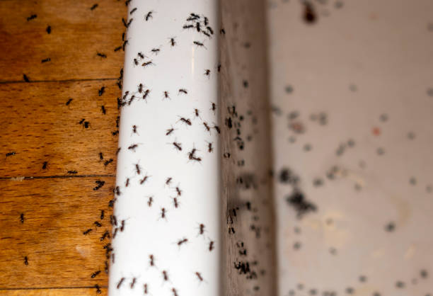 Best Termite Control Services  in Newton, AL