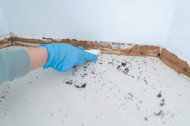 Insect Control in Newton, AL